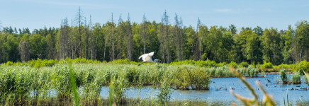 Proef met ‘drukke’ beweiding schapen voor sterke dijken en biodiversiteit