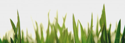 Hoger gras op verschillende plekken in Almere