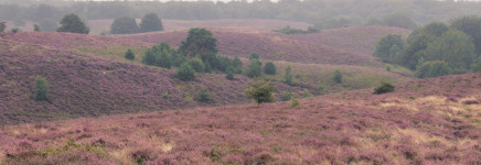 Integraal beheerplan gemeente Rheden