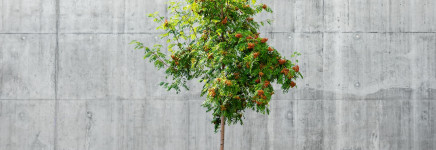 Proef met verschillende soorten halfverhardingen in boomspiegels