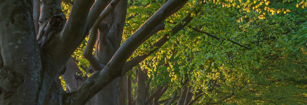 Richtlijn Boomveiligheidsregistratie - CROW