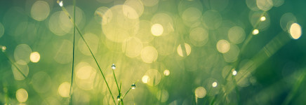 Assetmanagement Plan Groen (bermen) - Provincie Overijssel