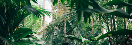 Meer dan de helft van Nederlandse gemeenten vergroent met Steenbreek