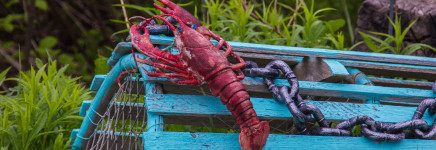 Primeur innovatieve vangmethode Amerikaanse rivierkreeft in Dronten