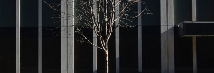 Utrecht pakt uit met organisatie Boomspiegelfeest