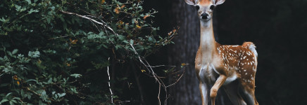 Assetmanagementplan Faunavoorzieningen