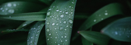 Gemeente Rijswijk, Hoogheemraadschap Delfland, Vidomes en Rijswijk Wonen werken samen aan een klimaatadaptief en biodivers Rijswijk