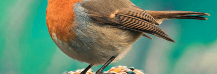 Getijdenpark Keilehaven wint Award Natuurinclusief bouwen