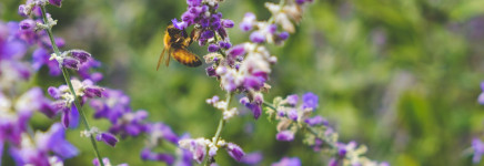 Biodiversiteitsagenda: de stad als biotoop