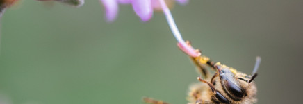 Fries dorp Noardburgum in actie voor biodiversiteit