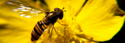 Arnhemse parken krijgen impuls voor natuur, biodiversiteit en beleving