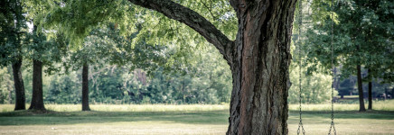 Apeldoorn past bomenbeleid aan