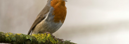 Ecologische inrichting van zonneparken kan natuur helpen, maar niet alle soorten profiteren