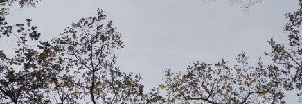 Boomkroonmonitor brengt oppervlakte van boomkronen in beeld