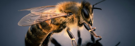 Arnhem maakt ruimte voor de wilde bij