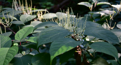 Invasieve exoten: van beleid tot actie