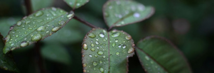 Apeldoornse binnenstad wordt groener én koeler