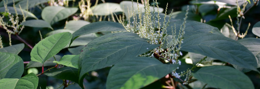 Biologische bestrijding Japanse duizendknoop, Watercrassula en Grote waternavel