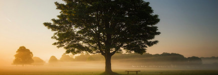 Risicobeoordeling invasiviteit van uitheemse, klimaatbestendige boomsoorten