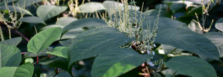 Leermiddelen voor uitvoerders moeten de aanpak van invasieve exoten verbeteren