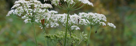 Brabant vernieuwt aanpak invasieve exoten: meer grip, betere samenwerking
