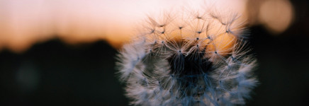 Helpdeskvraag:  Onkruid beheersen op beeldkwaliteit A, maar het plantvak bevat 30% kaal oppervlak: is dat conform de systematiek?