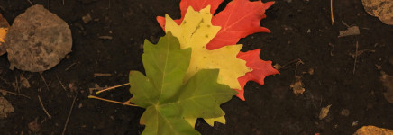 Transitieopgaven en de rol van de assetmanager Transitieopgaven en de rol van de assetmanager