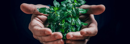 Ecosysteemdiensten: Groen in de stad Ecosysteemdiensten: Groen in de stad