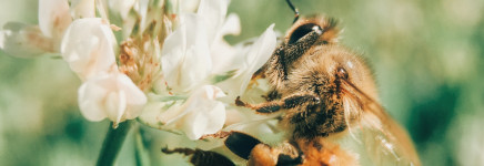 Ecologisch maaien: de berm komt tot bloei! Ecologisch maaien: de berm komt tot bloei!