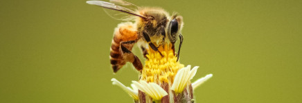 Aantal bijensoorten in Zuid-Holland met 34 procent toegenomen