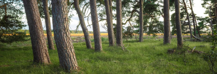 Assetmanagementplan Groenvoorzieningen Assetmanagementplan Groenvoorzieningen