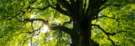 Virtueel advies over locaties 500 bomen