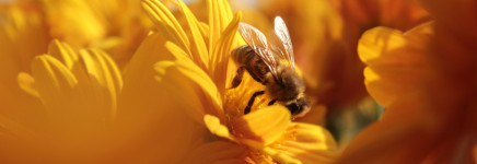 Meer bloemen en bijen met Maai Mei Niet – Gemeente Emmen
