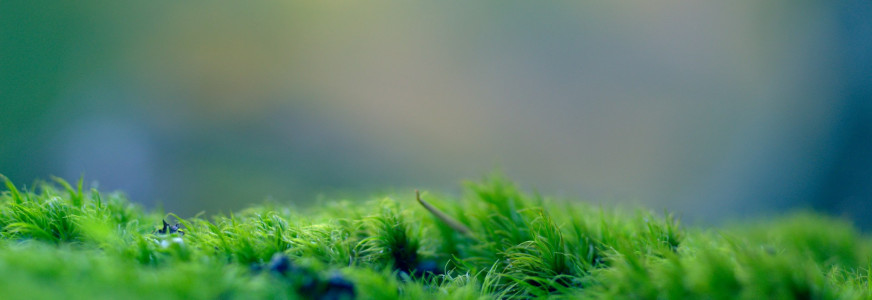 Project “groene daken op trafohuisjes” in Hengelo