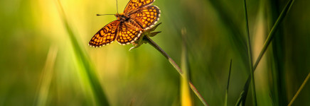 Nationale Databank Flora en Fauna voortaan vrij toegankelijk