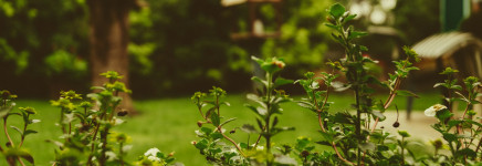 Zestig procent gemeenten kent subsidie verduurzaming tuin Zestig procent gemeenten kent subsidie verduurzaming tuin