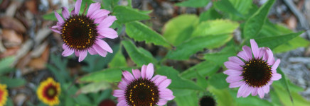 Biodivers en toekomstbestendig groen langs weg 4000 in Ekkersrijt